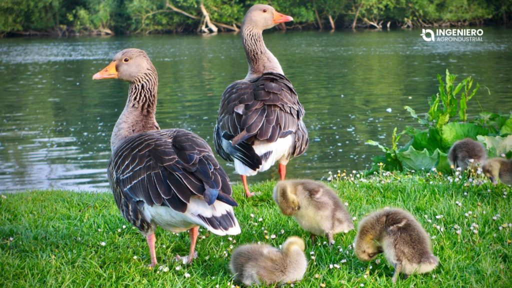 Qué comen los patos y de qué se alimentan realmente