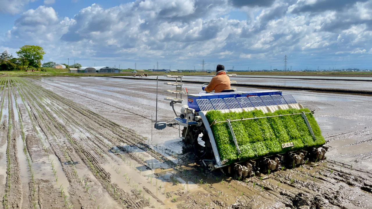 Transplantadora de arroz