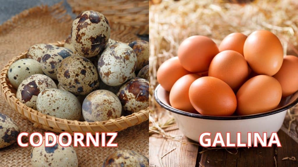 diferencia entre huevo de codorniz y huevo de gallina diferencia entre huevo de codorniz y huevo de gallina nutrición Perú