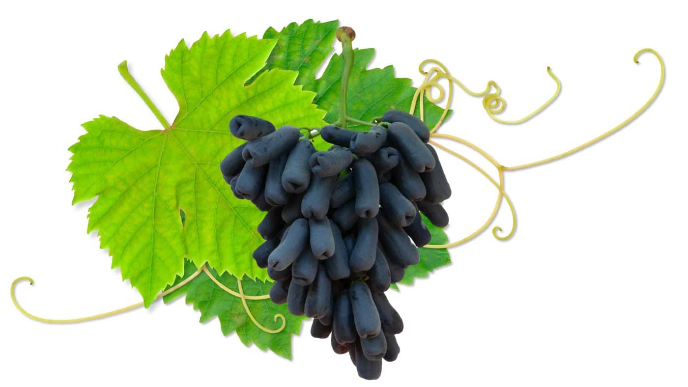 Bloom Fresh gana juicio en China por uso ilegal de Sweet Sapphire™