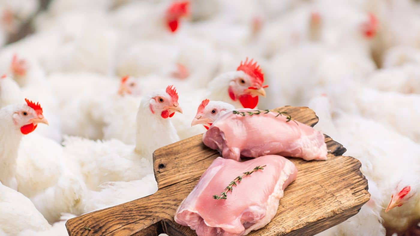 Carne de ave en Perú supera 1.44 millones de toneladas en 2025