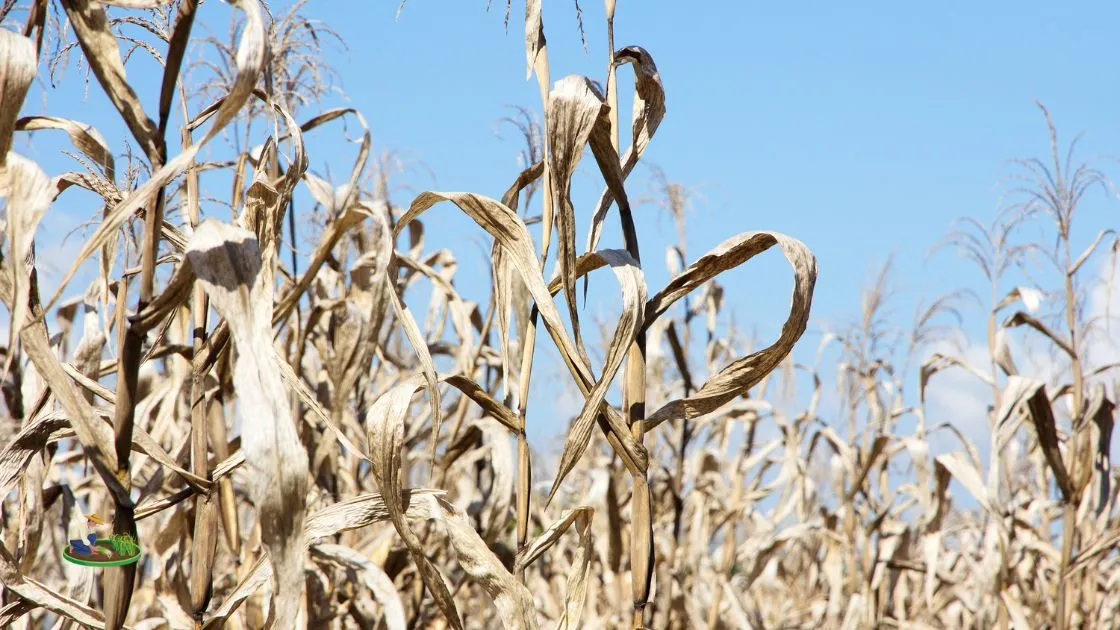 Errores comunes en agricultura sostenible y cómo evitarlos