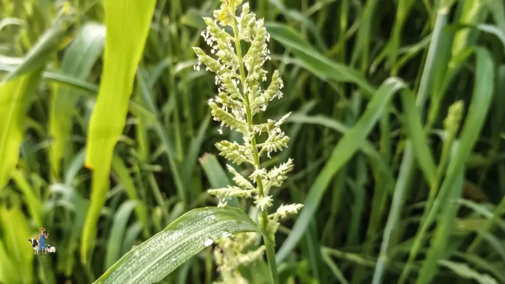 Pastos y forrajes más usados en la alimentación animal