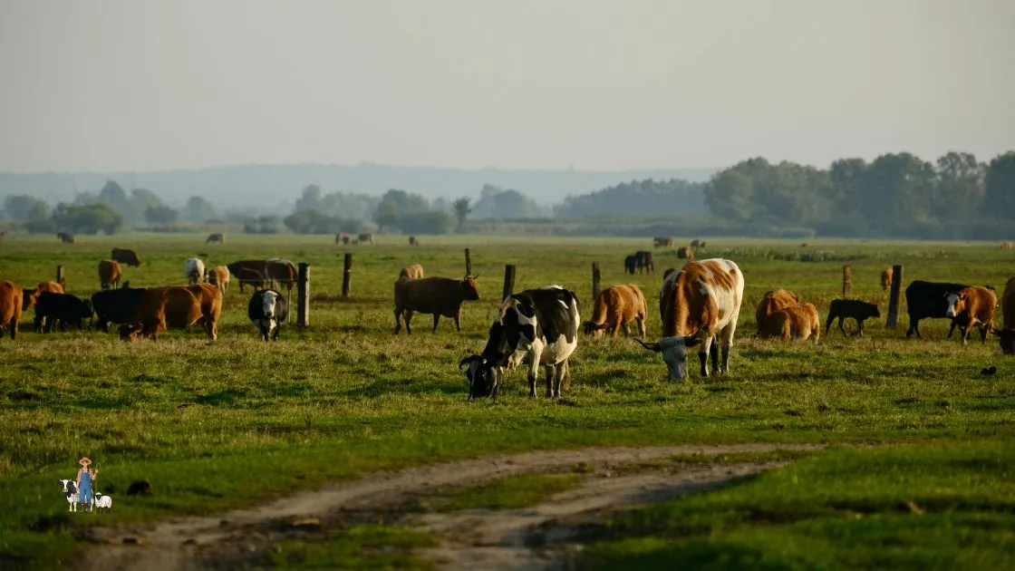 Rentabilidad en producción animal