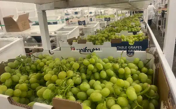 Unifrutti compra Safco en Perú por USD 150 millones