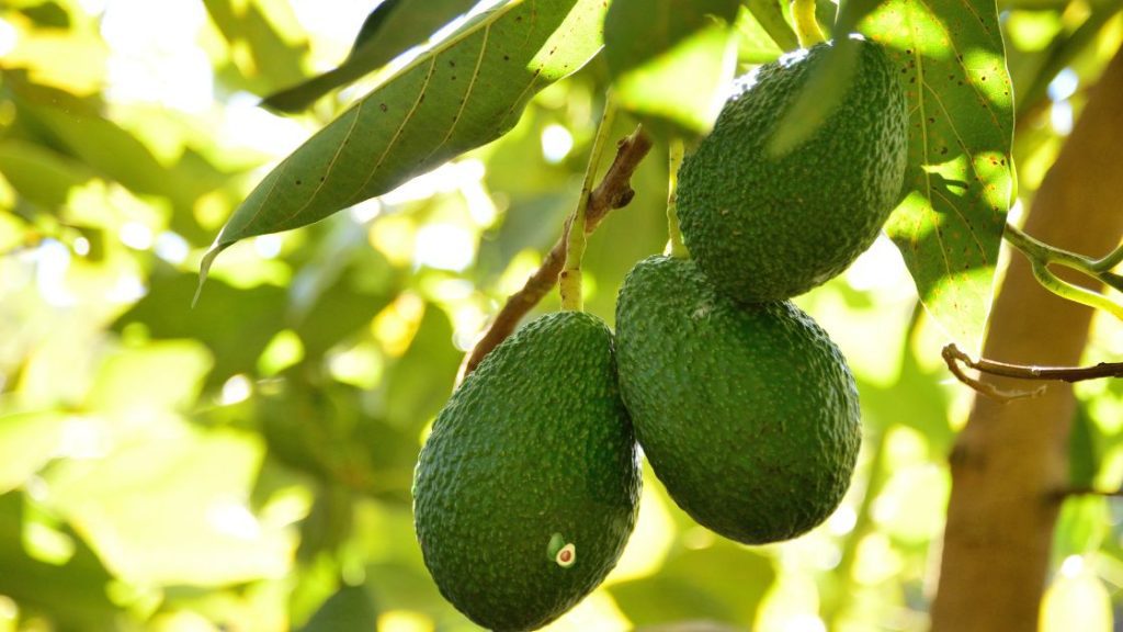 Palta Hass qué es, características y beneficios