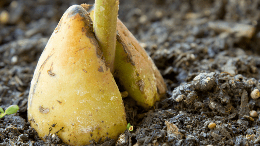 Suelo ideal para la palta