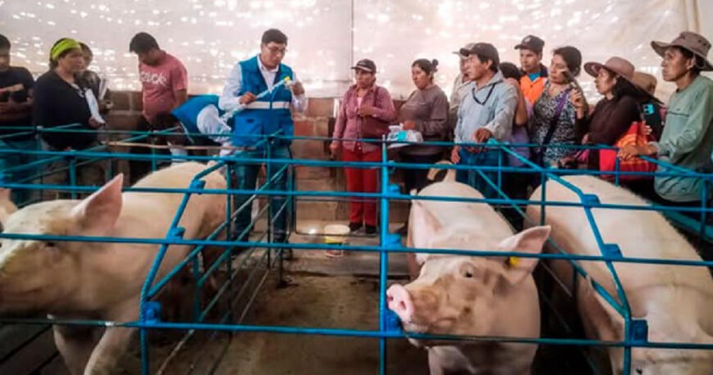 mejoramiento genético porcino con semen Pietrain Alemán en Moquegua